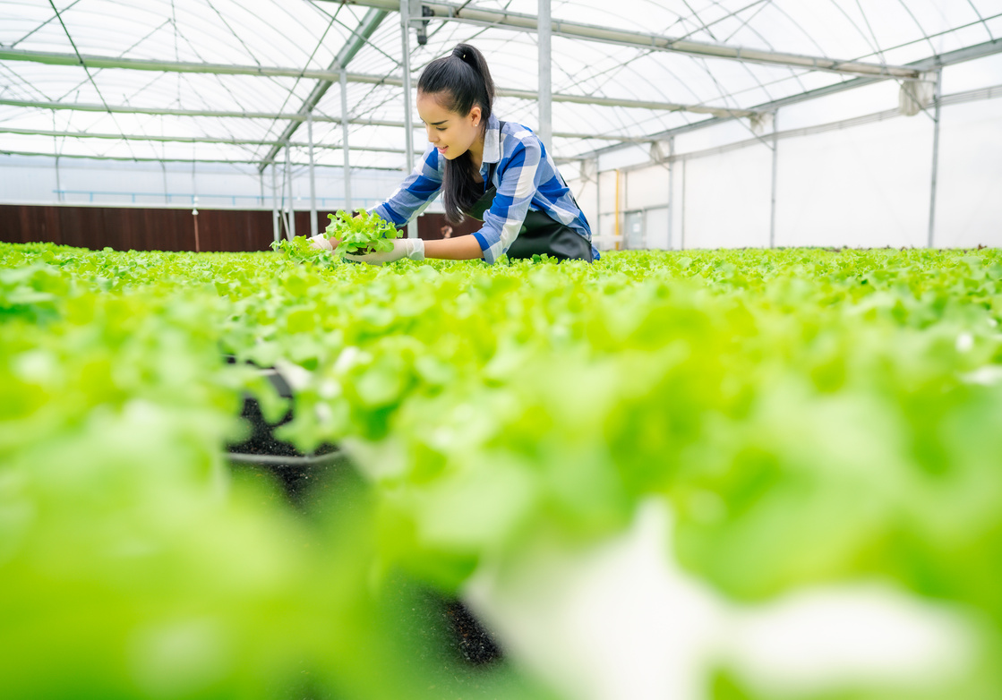 Woman Harvesting Vegetables in Hydroponic Greenhouse