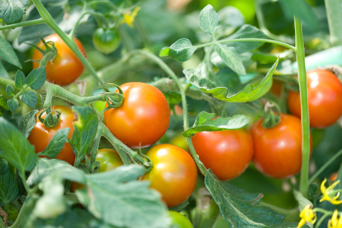 Tomato farm